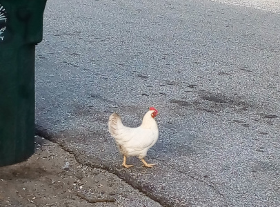 [A nearly all-white chicken is starting to cross the road. It has yellow legs and a few dark feathers in its tail. It has a small tuft of red on its head and face.]